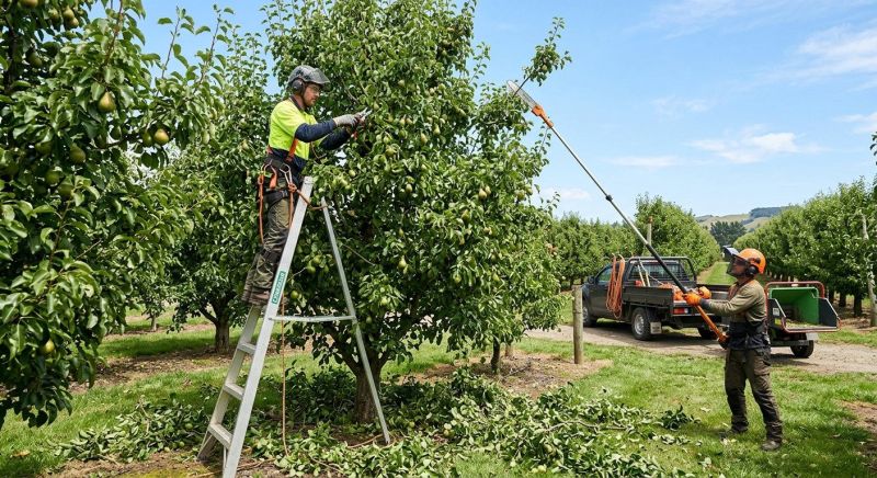 Bradford Pear Tree Pruning in Reno, NV