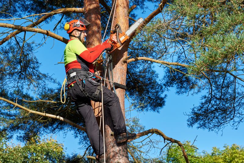 Local Tree Branch Chipping pros at work