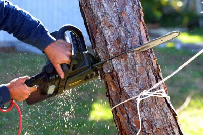 Contact About Tree Branch Chipping