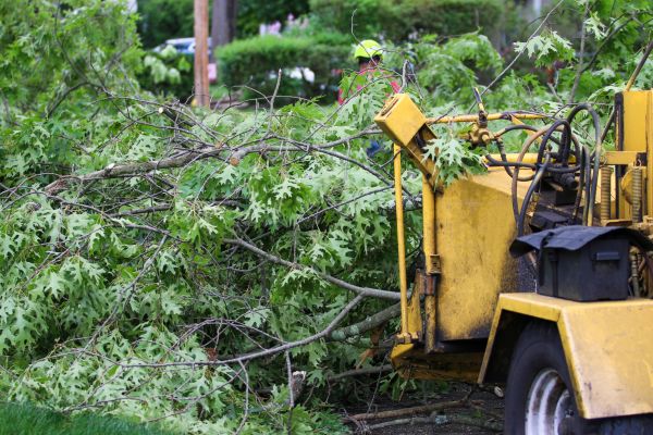 Tree Limb Shredding