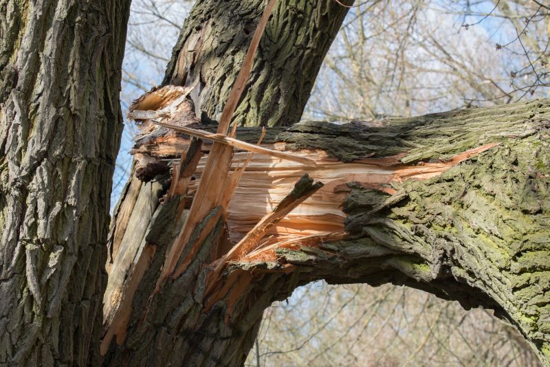 Tree Branch Chipping