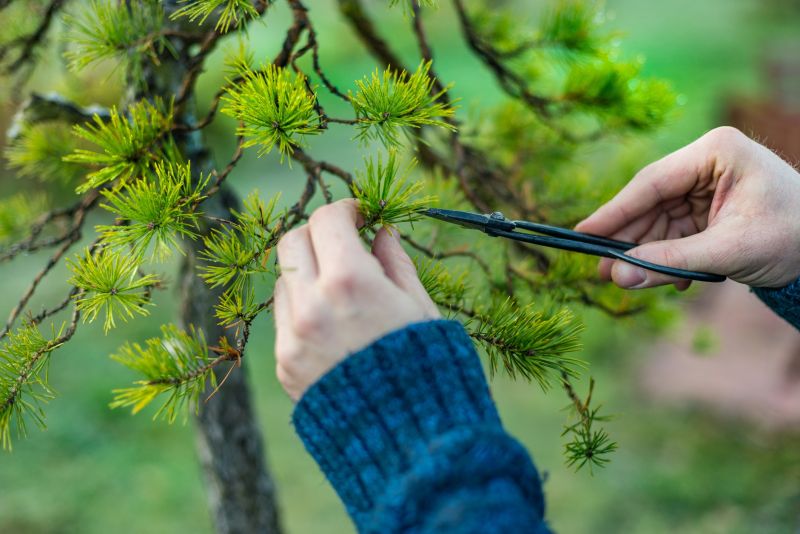 Apple Tree Pruning in Doylestown, PA