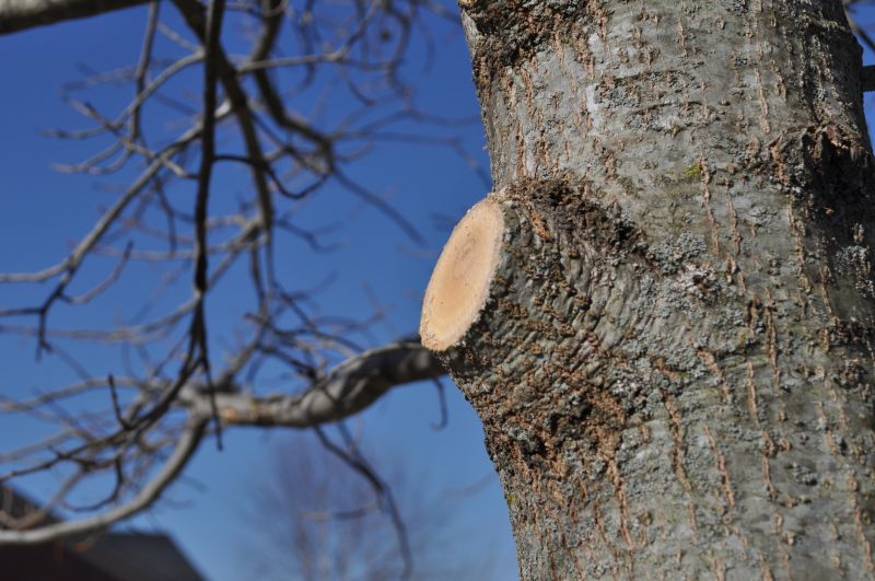 Cedar Tree Trimming in Pottstown, PA