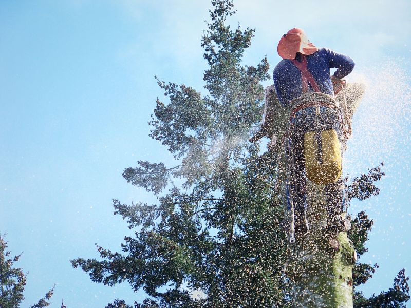 Emergency Tree Removal in Aiken, SC