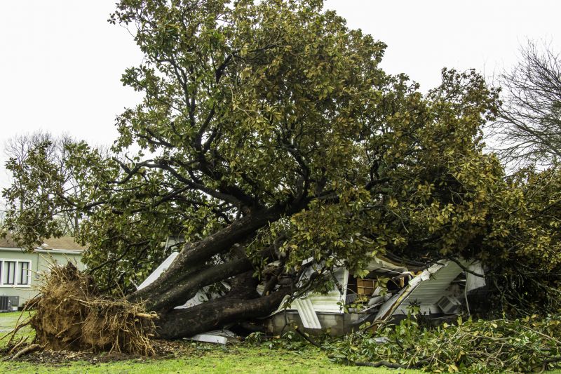 Large Tree Fallen in Yard