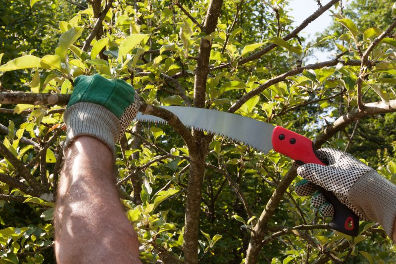Pear Tree Pruning in Doylestown, PA