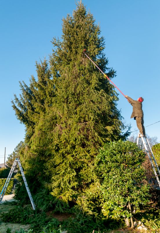 Pine Tree Trimming in Pottstown, PA