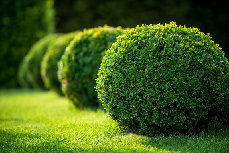 Shrub Shaping in Ventura County, CA