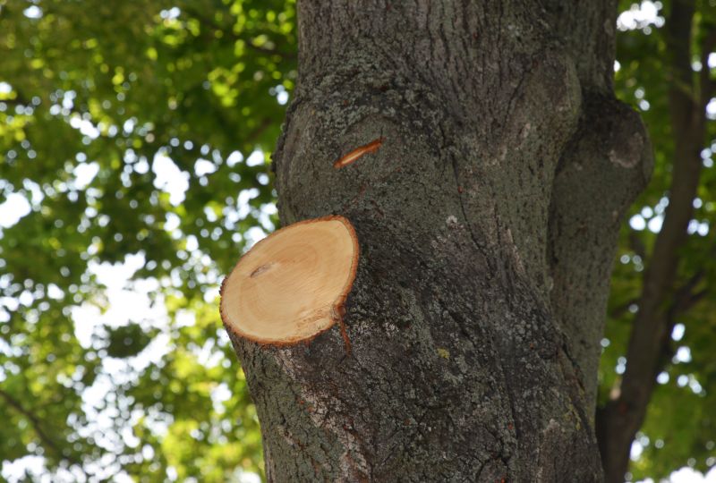 Tree Limbs Removal in Pottstown, PA