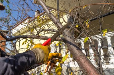 Tree Shearing in Allentown, PA