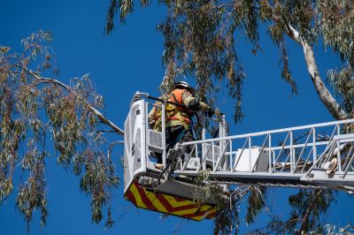 Climbing Tree Trimming