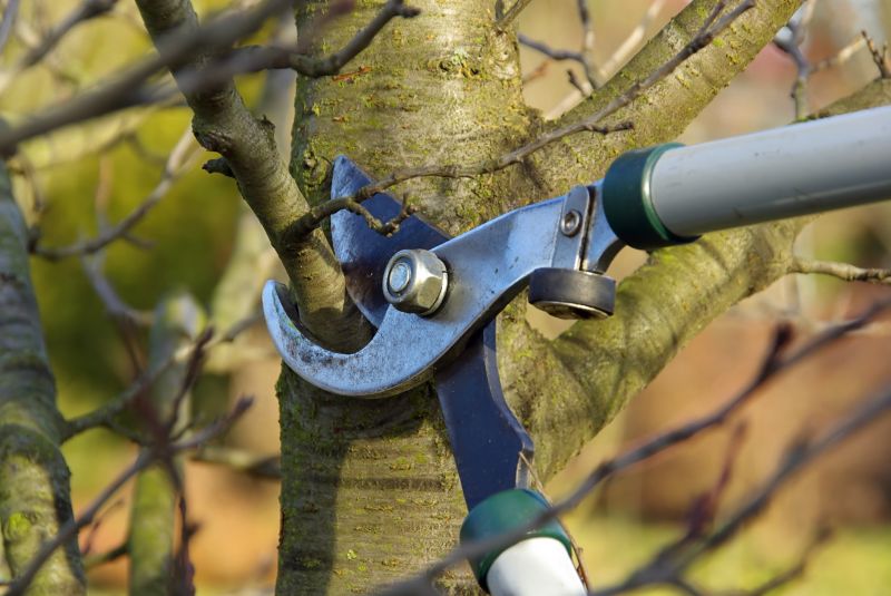Tree Pruning Process