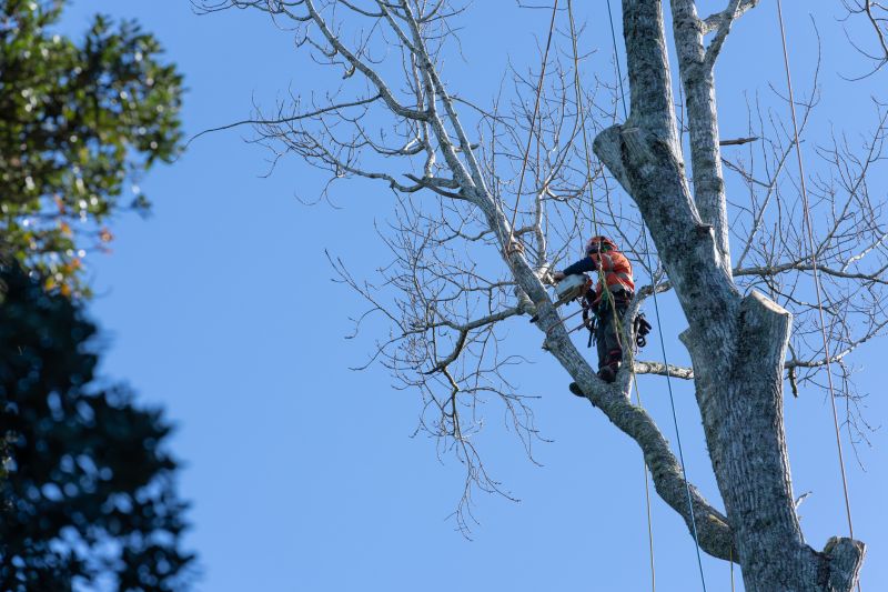 Arborist Equipment