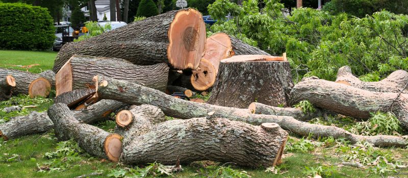 Willow Tree Removal in Reno, NV